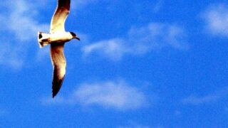 Thumbnail of post image 112